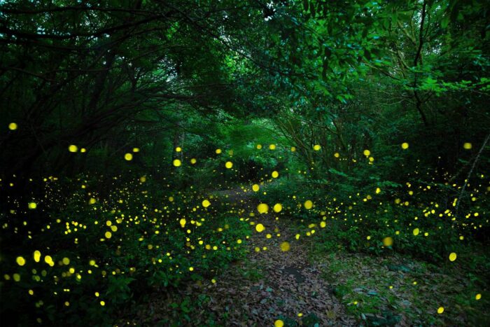 Ruta nocturna+ luciérnagas
