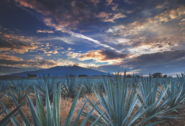 La ruta de tequila especial en Jalisco 2026