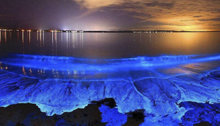 Playas y bioluminiscencia