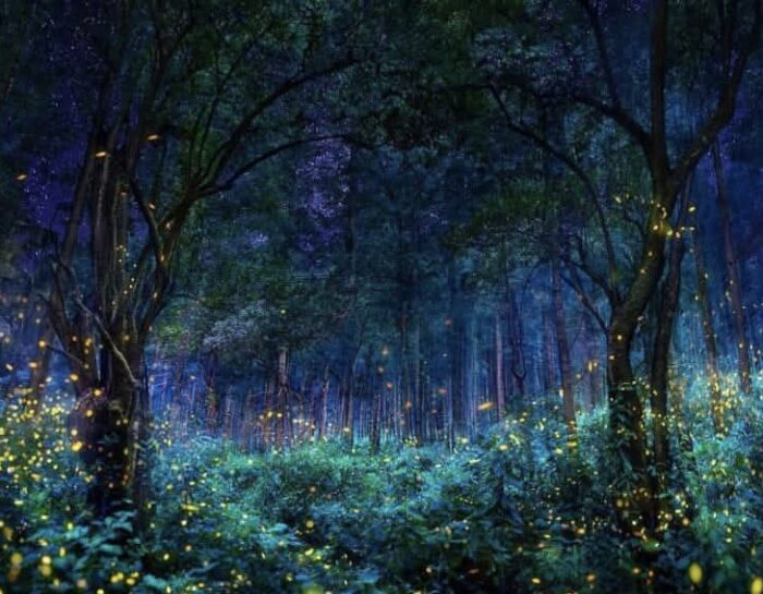 Ruta nocturna+ luciérnagas