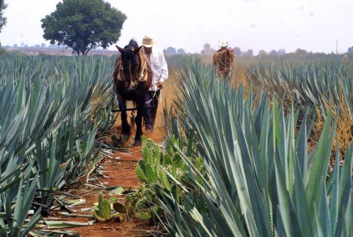 Paquete 02: apoyando a tu equipo y conociendo Jalisco