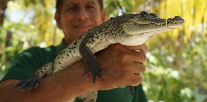 Entre manglares y playas en la casa del cocodrilo