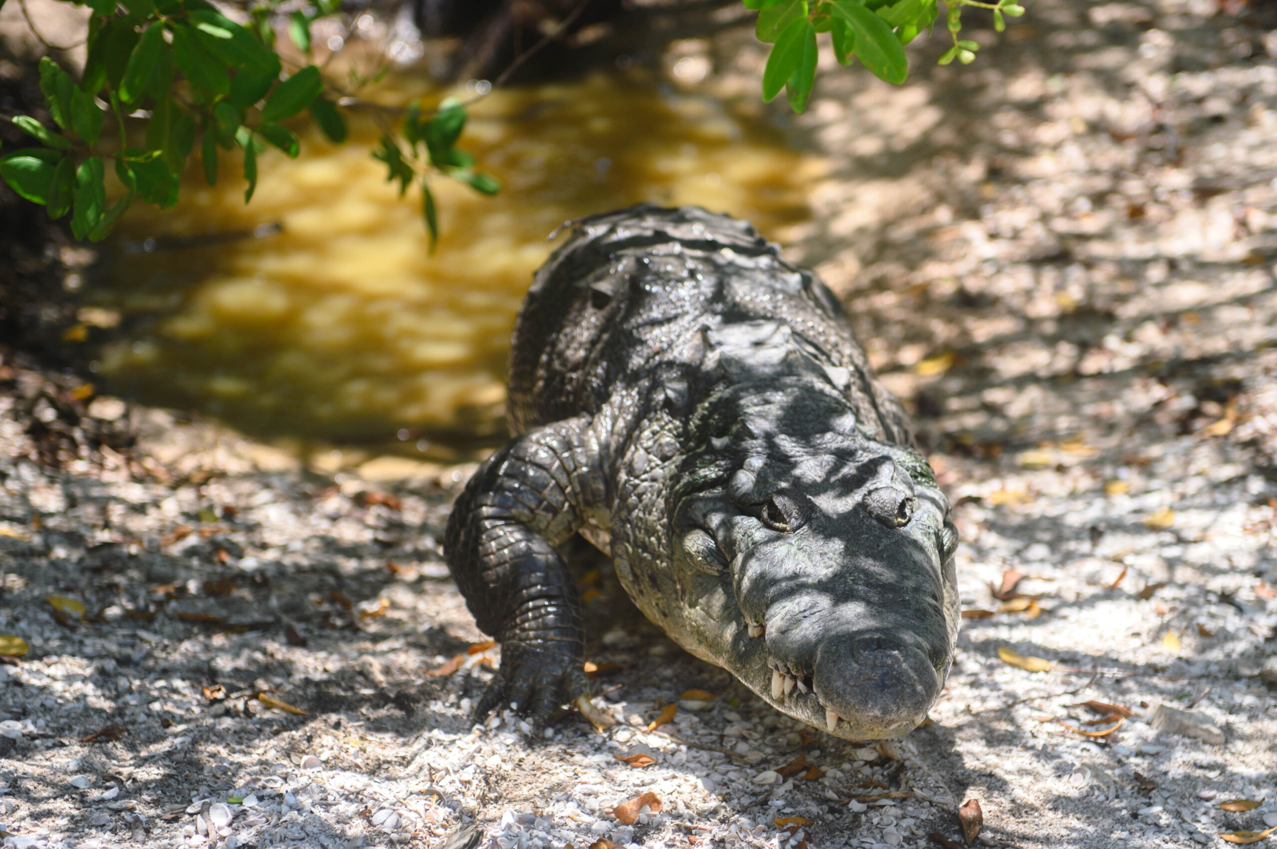 Día intenso en el manglar