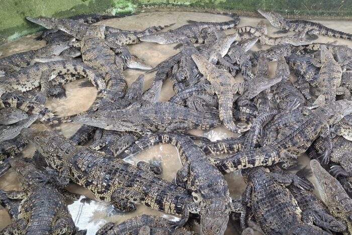 Pasadía en la casa del cocodrilo