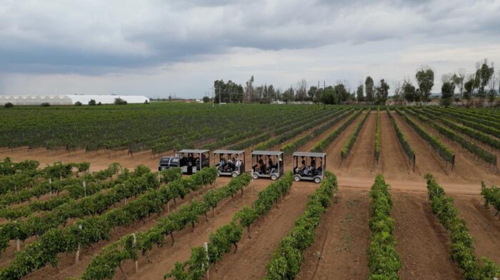 Un día en Viñedos Tierra Adentro
