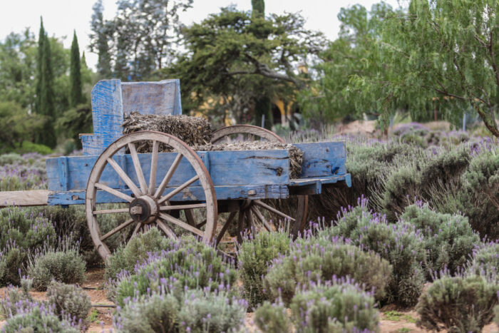 Treasures of Guanajuato. Discover México´s Colonial Jewel