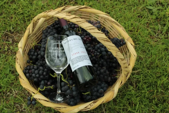 Meseta del cielo, el primer viñedo de Nayarit