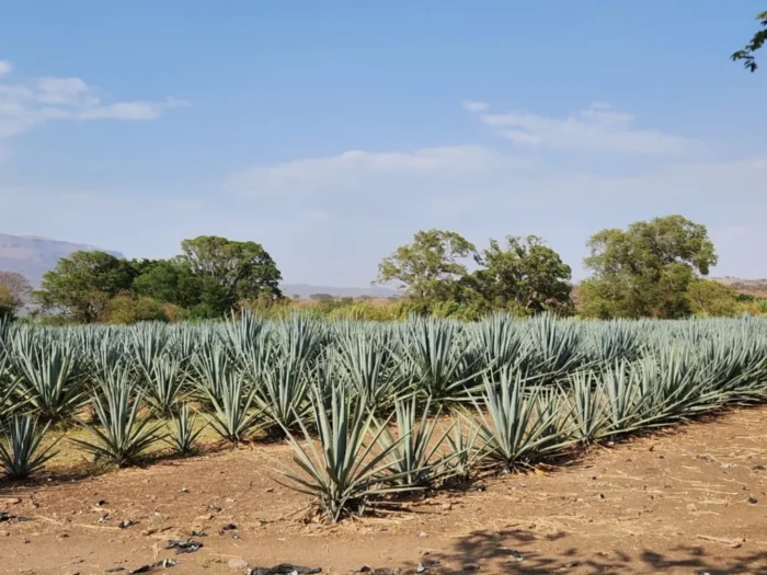 Ruta del tequila en Ixtlán